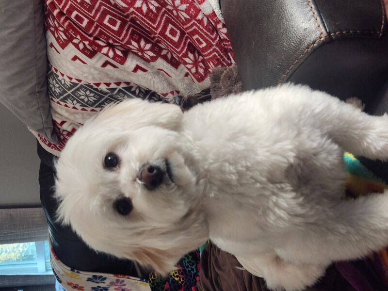 Teddy Bear Phipps