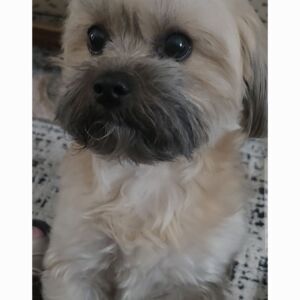 Lily