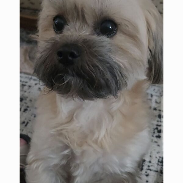 Lily
