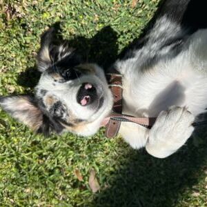 Sadie