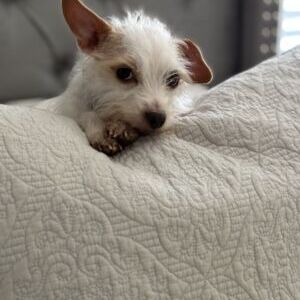 Lola
