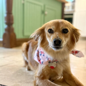 Lady Lucy