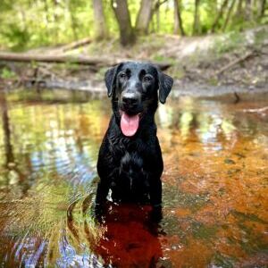 Darcy