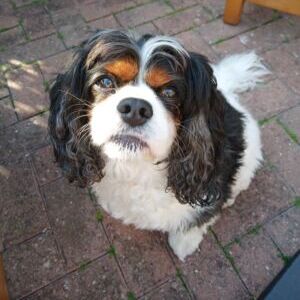 Dudley