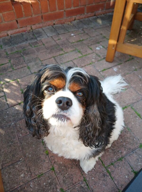 Dudley