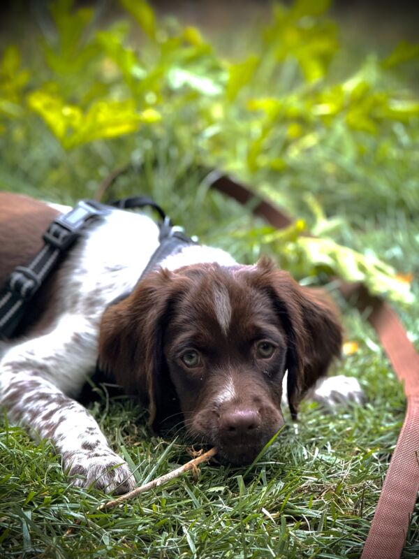 Beau
