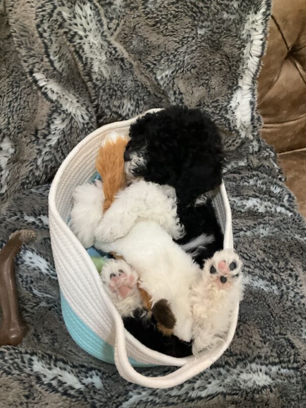 Bailey