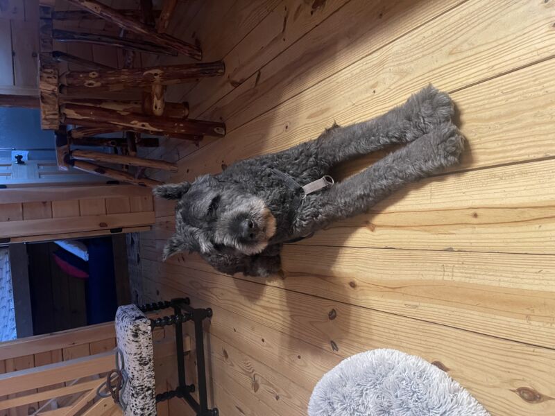 Brutus