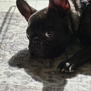 Presley