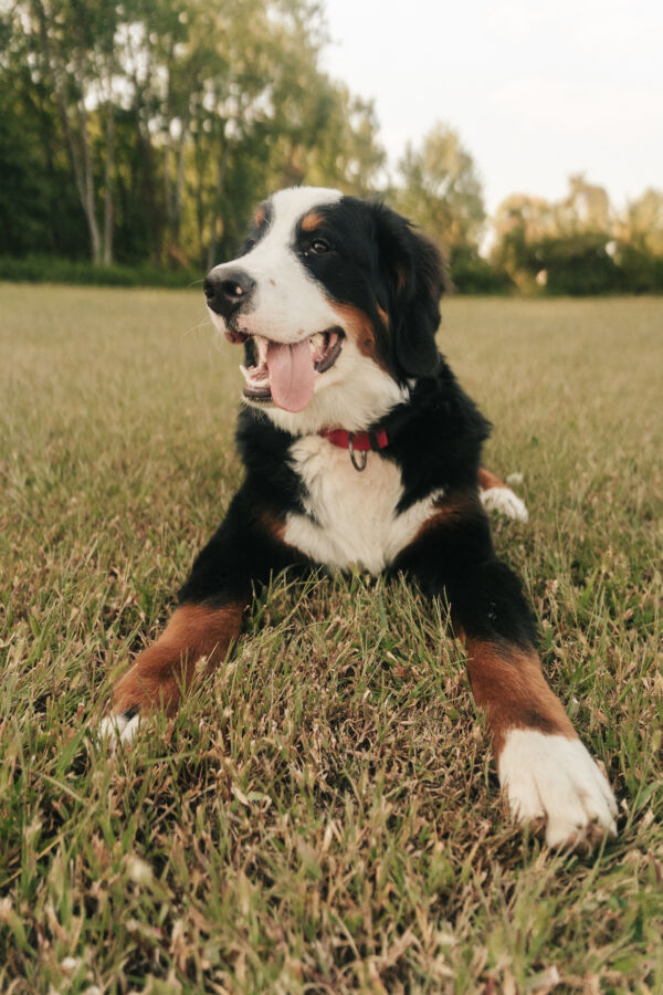 Beau
