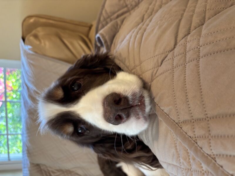 Toby