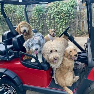 Charlie, Sadie, Gronk, Winston, & Salem