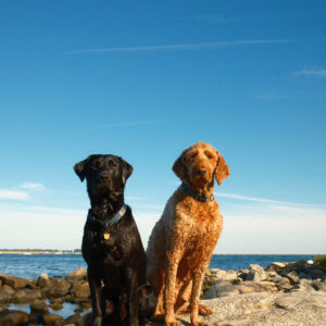 Jackson and Aspen