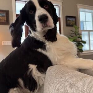 Enzo