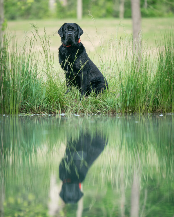 Arlo