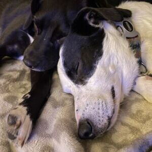 Arlo and Vincent