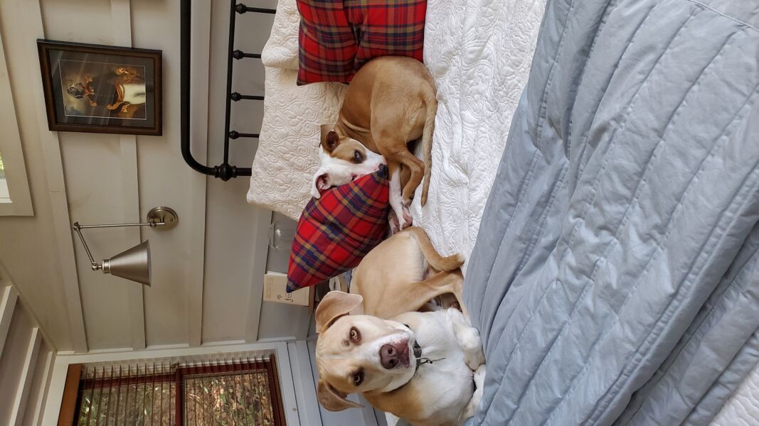 Hammy and Tupelo