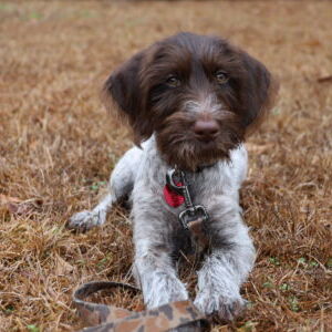 Banjo