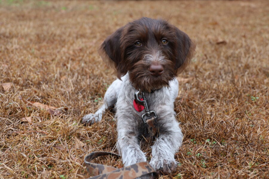 Banjo
