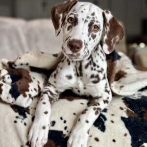 Romeo