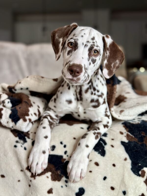 Romeo