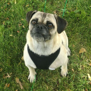 Pugzilla