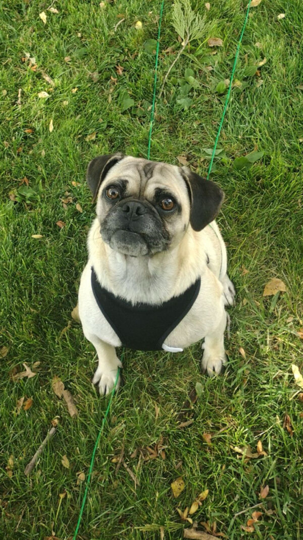 Pugzilla