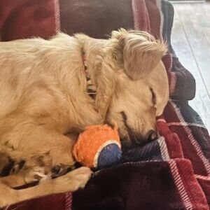 Mojo