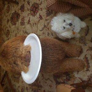 Bailey and Lolli