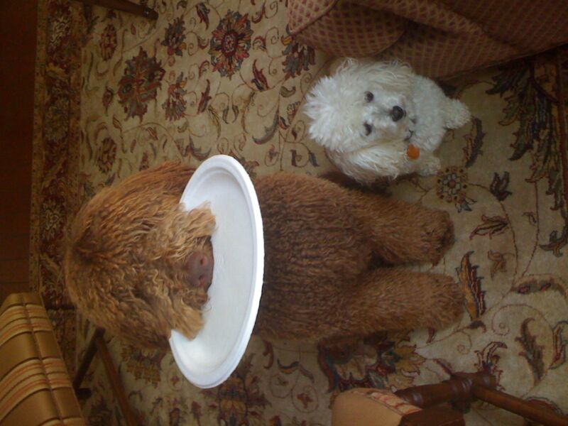 Bailey and Lolli