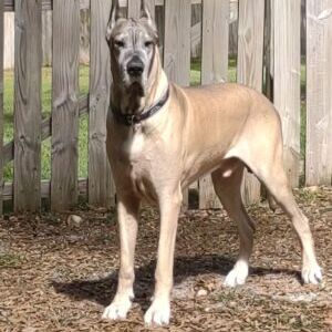Spike (10 years old)
