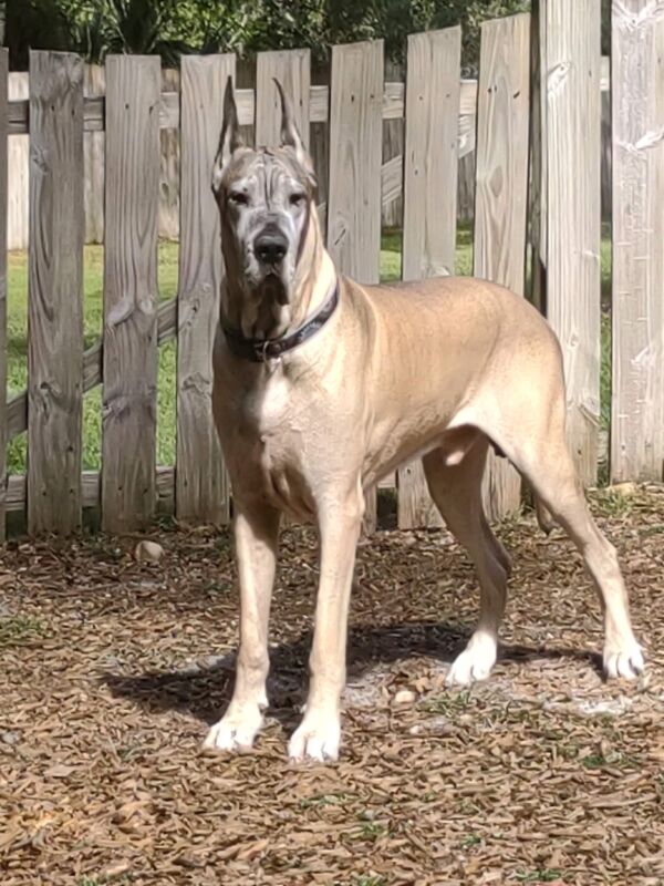 Spike (10 years old)