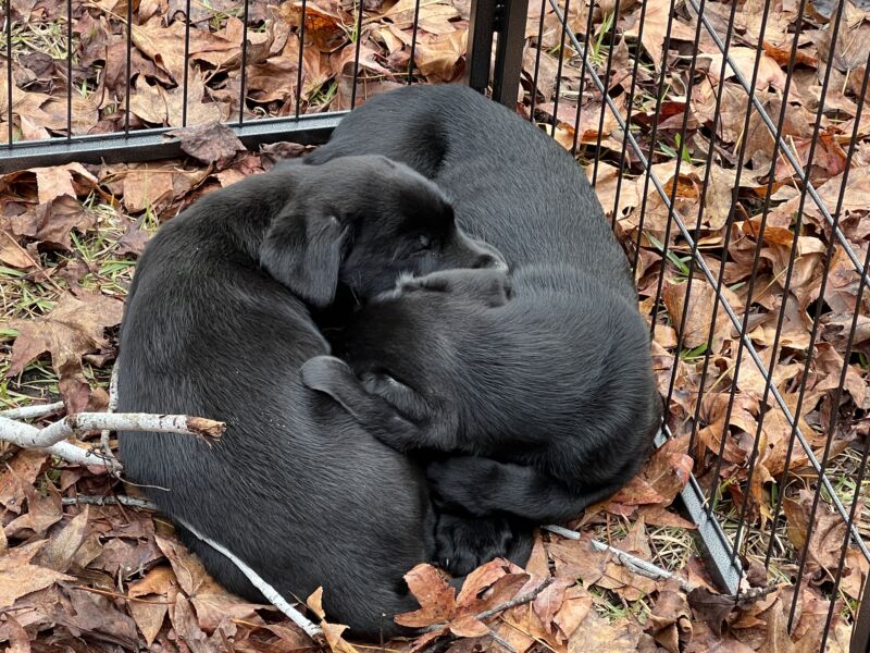 Colt and Jasmine