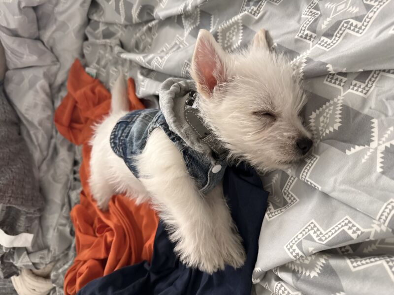 Archie