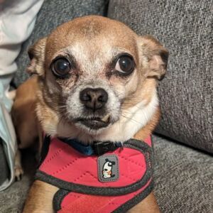 Coco