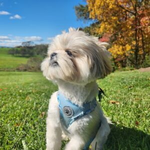 Beauregard-Bailey Carey