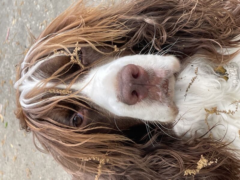 Clyde