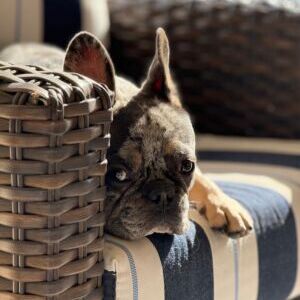 Bruno