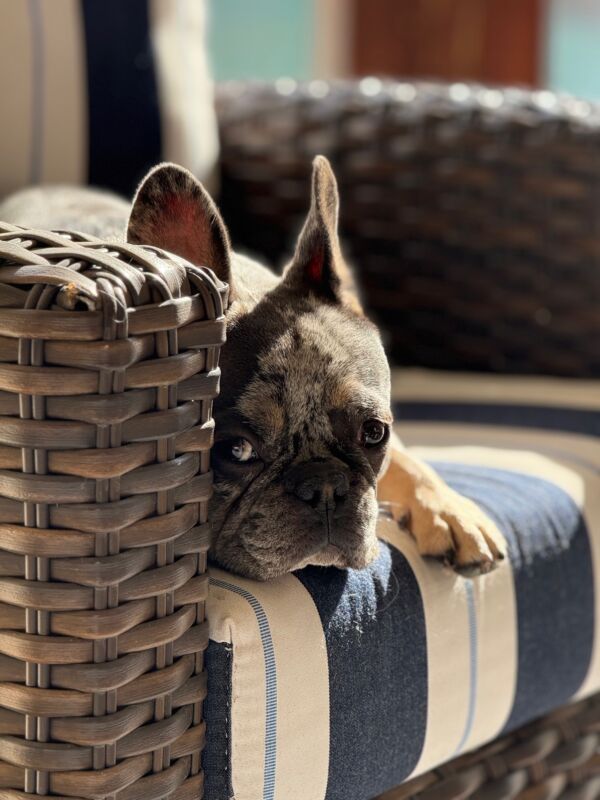 Bruno