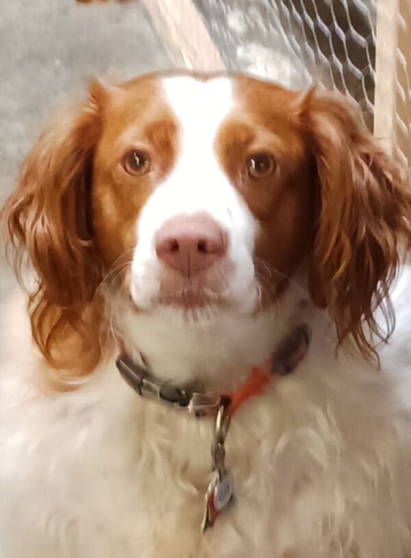 Sadie