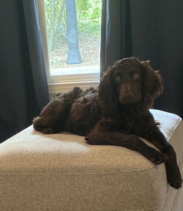 Pepper