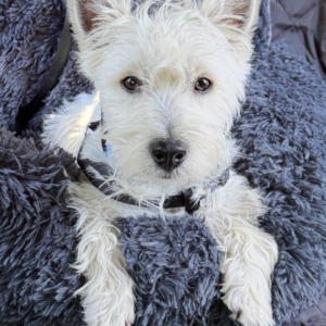 Finnegan