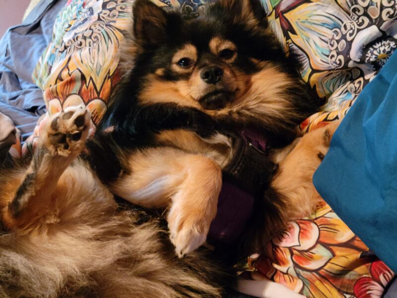 Sam