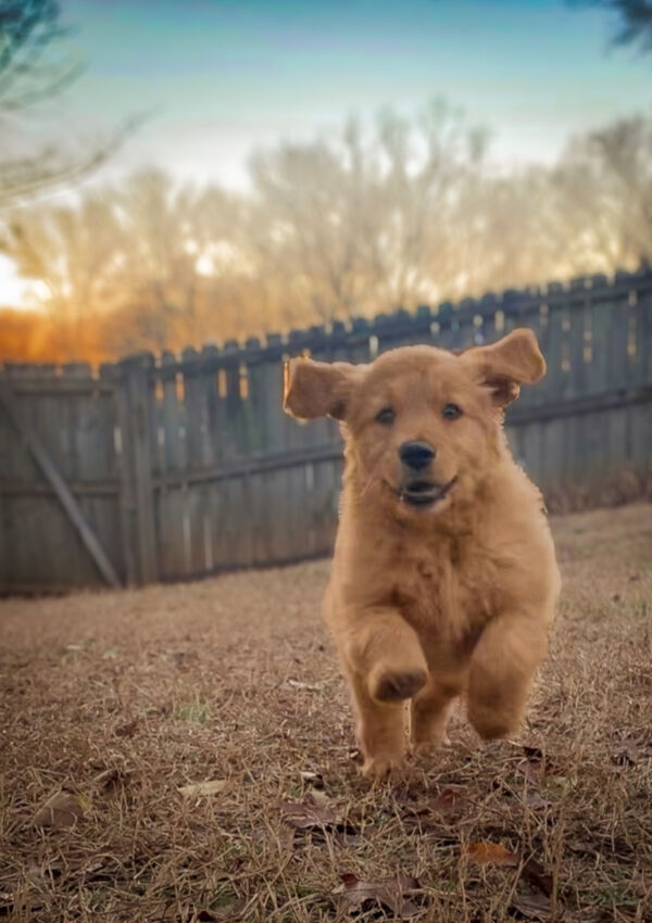 Ellie