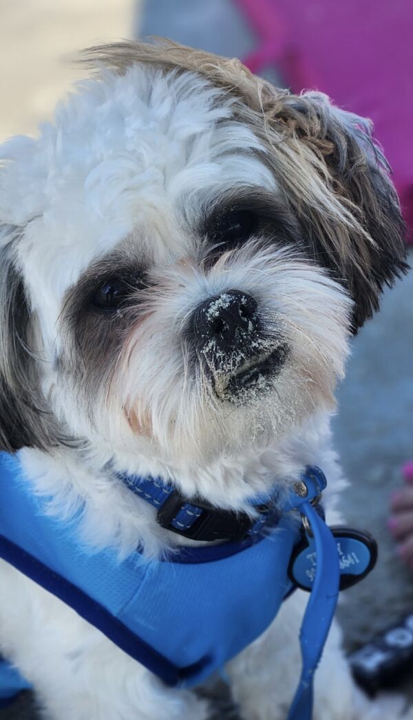 Teddy