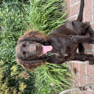 Oakley