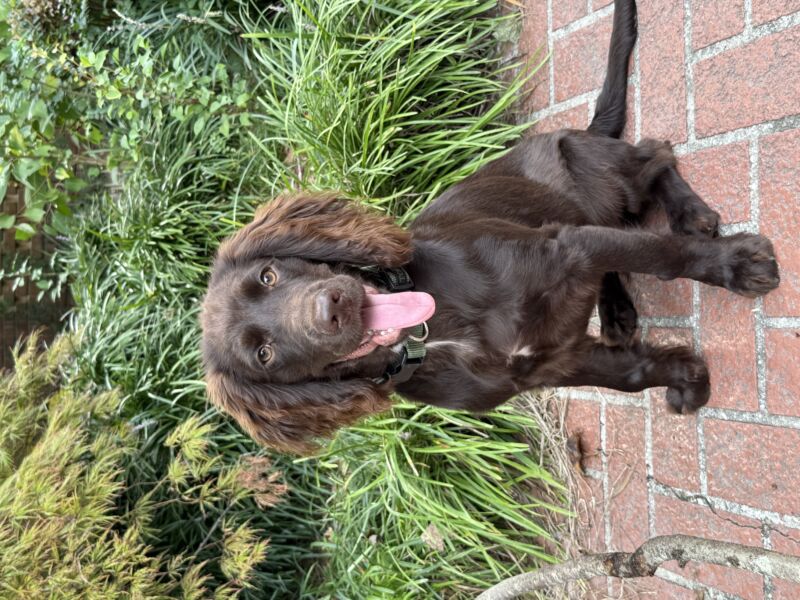 Oakley