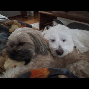 Lily & Teddy