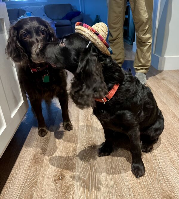 Guinness and Maverick