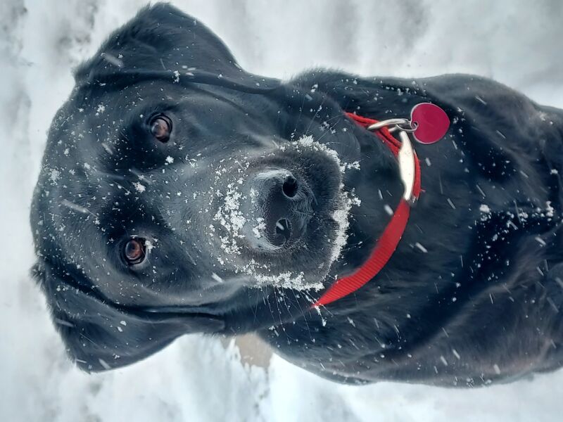 Rex
